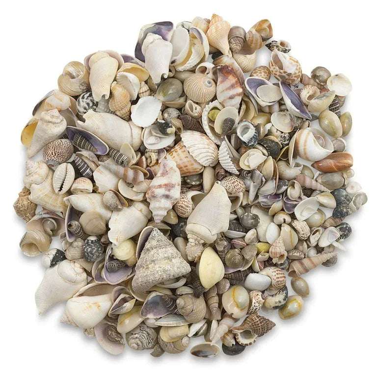 Crafts Shells - Gramco School Supplies