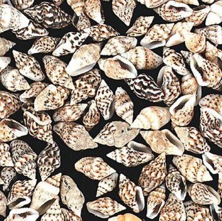 Genuine Mini Natural Sea Shells -1 LB. Approximately 2800 Pieces, (481293)