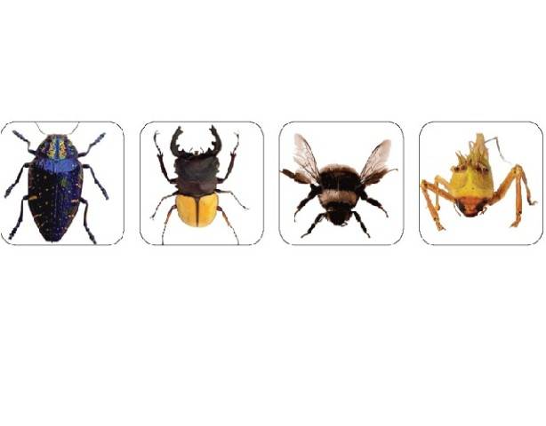 Eureka Photo Insect Theme Stickers (655044)