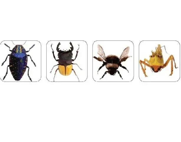 Eureka Photo Insect Theme Stickers (655044)