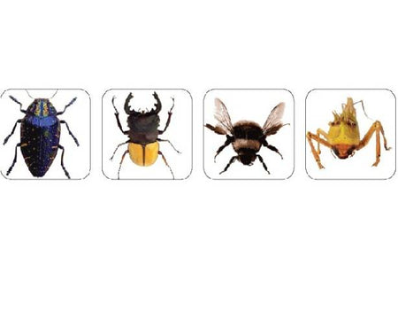Eureka Photo Insect Theme Stickers (655044)