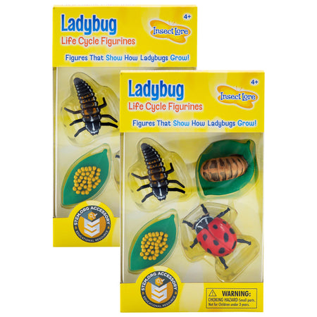 Ladybug Life Cycle Stages, 4 Per Set, 2 Sets
