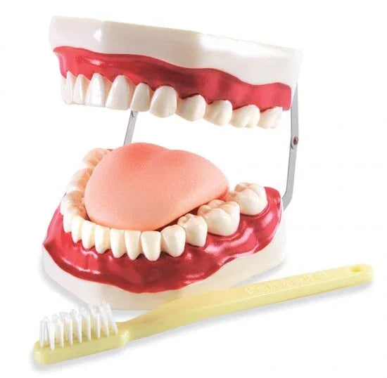 Mouth Model Oral hygiene model