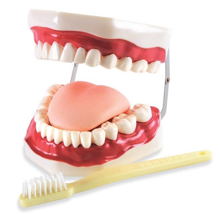 Mouth Model Oral hygiene model