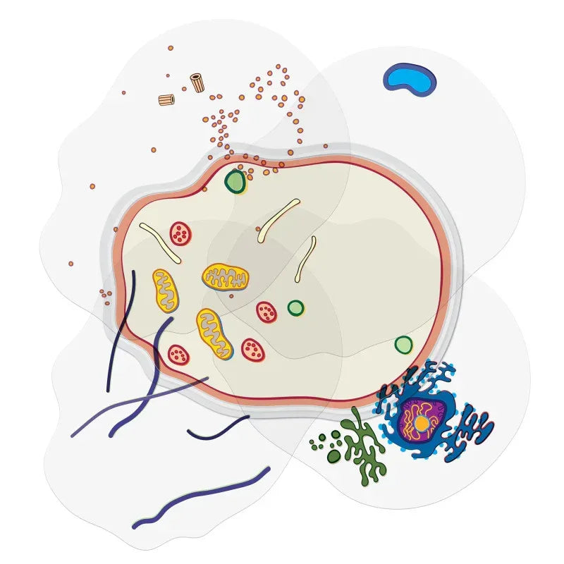 See-Through Animal Cell Builder