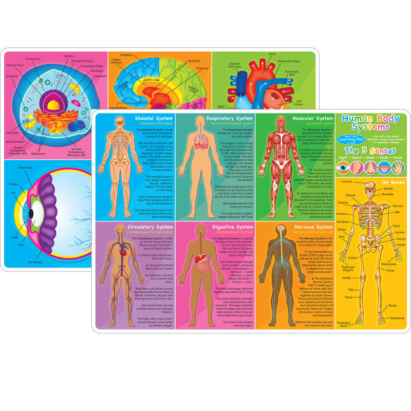 Smart Poly&trade; Learning Mat, 12" x 17", Double-Sided, Human Body Systems & Anatomy