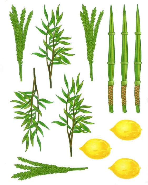 Succos Arba Minim Stickers