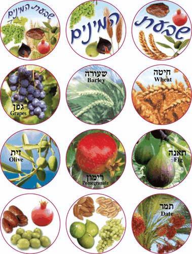 Jewish Seven Species Stickers (Shivas Haminim)