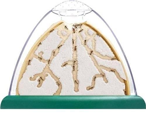 Ant Hill Habitat